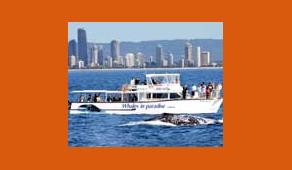 Whale-Watching-Gold-Coast-Whales-In-Paradise Thumbnail